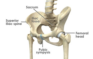 Hip Anatomy